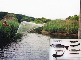 生物調査イメージ